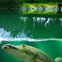 Willow Pond Fishing