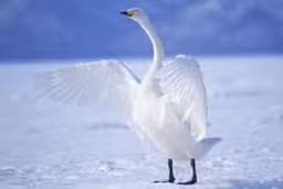 Graceful Swans Puzzle